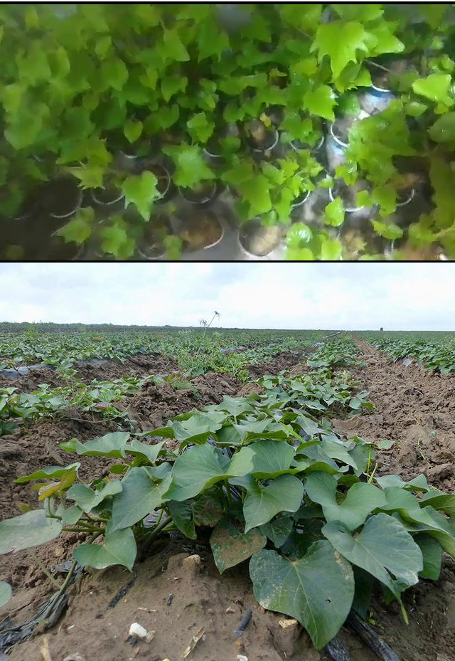 Production agricole